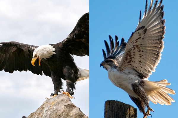 Eagle vs. Hawk