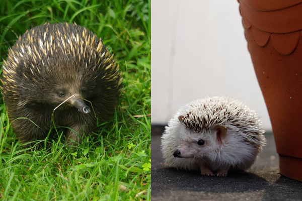 Echidna vs. Hedgehog