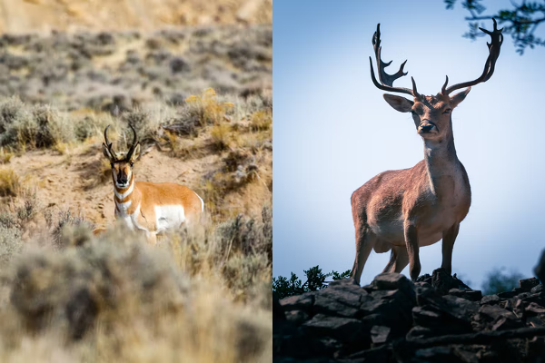 Pronghorn vs. Antelope - Difference between Pronghorn and Antelope ...